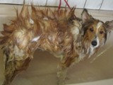 Hundesalon Sanfte-Pfote Galeriebild (8)