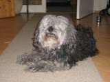 Hundesalon Sanfte-Pfote Galeriebild (81)