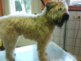 Hundesalon Sanfte-Pfote Galeriebild (82)