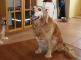 Hundesalon Sanfte-Pfote Galeriebild (87)