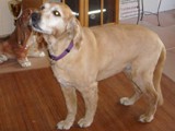 Hundesalon Sanfte-Pfote Galeriebild (88)