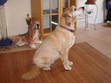Hundesalon Sanfte-Pfote Galeriebild (89)