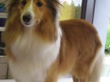 Hundesalon Sanfte-Pfote Galeriebild (9)