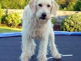 Hundesalon Sanfte-Pfote Galeriebild (90)