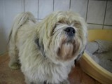 Hundesalon Sanfte-Pfote Galeriebild (91)