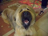 Hundesalon Sanfte-Pfote Galeriebild (92)