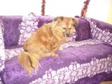 Hundesalon Sanfte-Pfote Galeriebild (93)